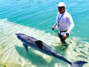 Ausflug Delfine hautnah - Tour Cayo Blanco Kuba